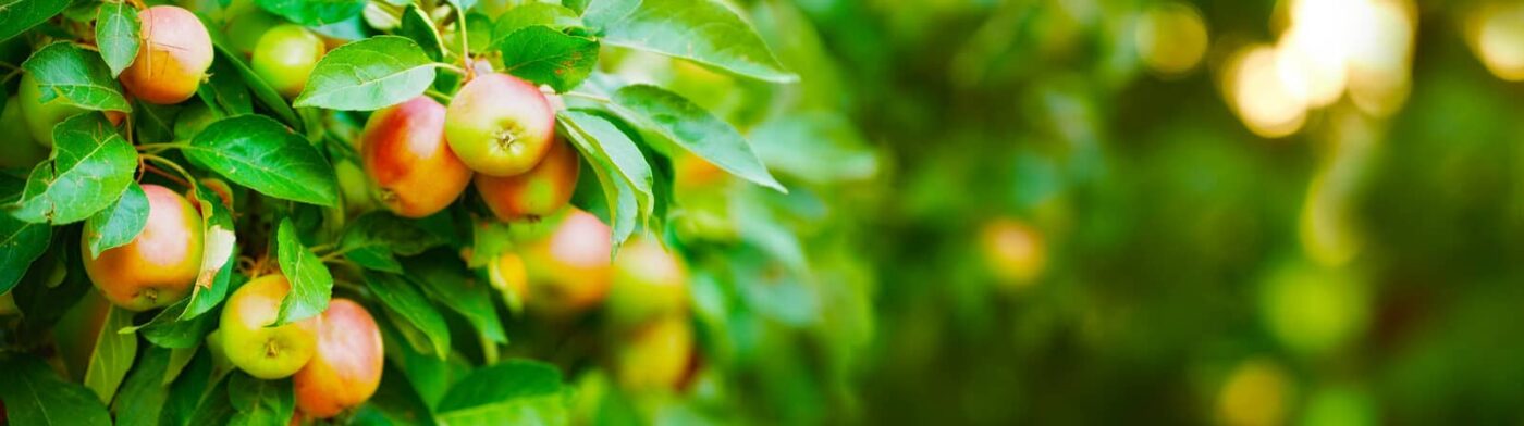 Auch Obst will bewässert werden.